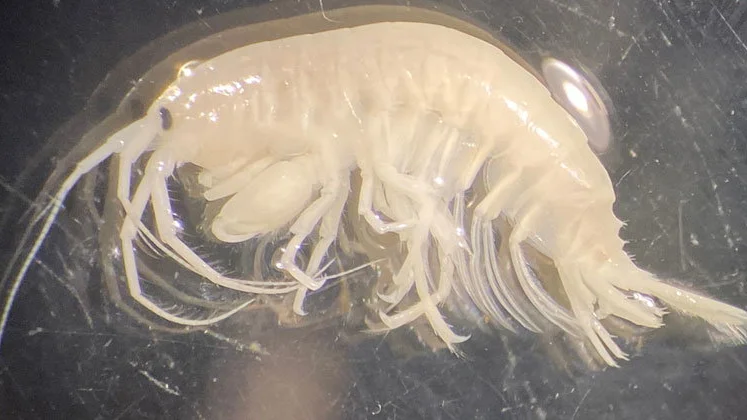 Märlkräftan Dikerogammarus haemobaphes kan bli två centimeter lång.