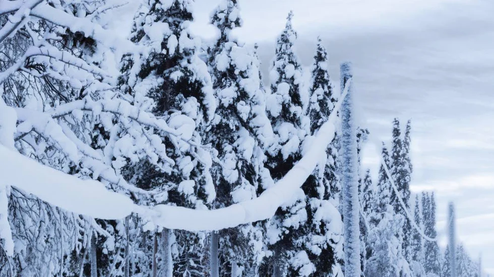TUNG SNÖ. En anledning till de massiva strömavbrotten uppges vara den ovanligt blöta och tunga snön i år som  lägger sig på elledningarna.