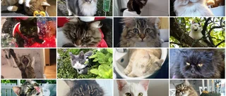 Rösta fram Årets Lussekatt: Klicka in, se finalisterna med tärnor, och lägg en röst på din favoritkatt