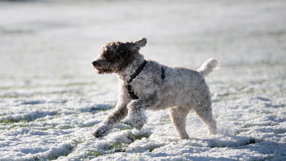 Snö väntas under nästa vecka. Arkivbild.