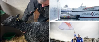  3 nyheter från dagen du inte vill missa • ✓ Sköt fyrverkerier meter från lammhagen✓ DI granskar Gotlandsbolaget ✓ Så många skickas till Island Games