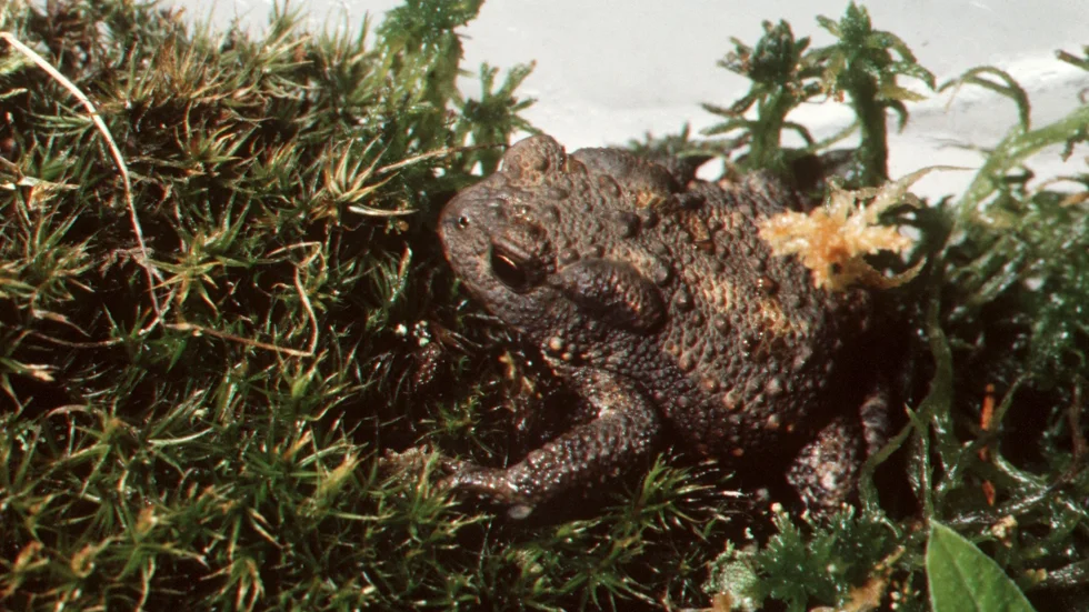 I Ekebydalen har man hittat både paddor, grodor och mindre vattensalamander.