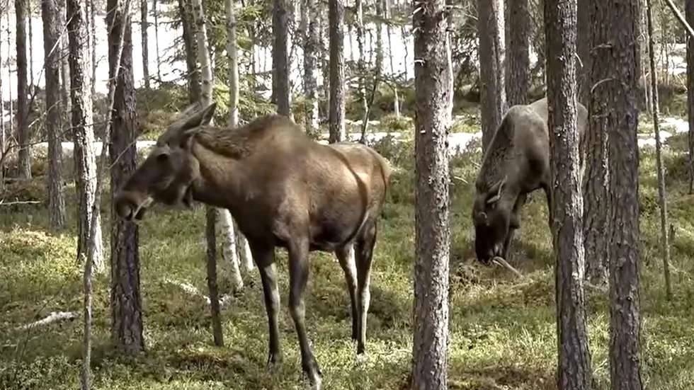 SVT visar höjdpunkterna från "Den stora älgvandringen". Pressbild.