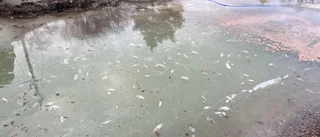 Boende upptäckte döda fiskar i Göta kanal