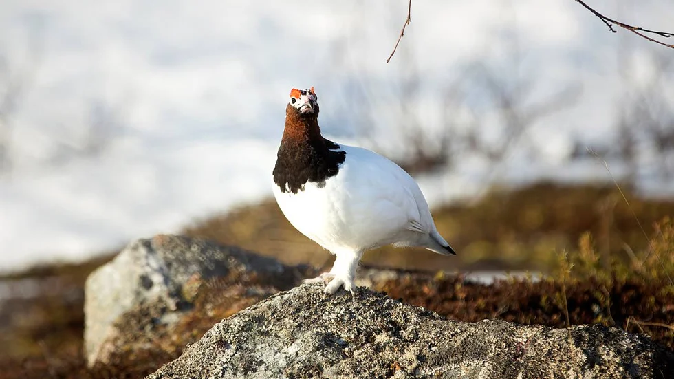 NYA JAKTREGLER. Nästa år får svenska jägare förtur till småviltsjakten i fjällen, vilket många förstås är glada för. Den känslan delar sannolikt inte de turismföretagare som säljer tjänster till utländska jägare.