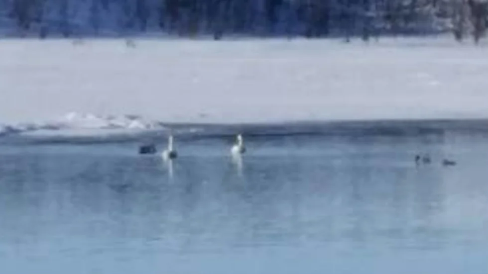 Ett par av årets första sångsvanar tar ett vårdopp i Kaalasjärvi fotograferade av Sven-Erik Fjellborg.