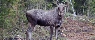 Älg stals ur slaktbod