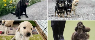 Här är de vanligaste hundraserna i Katrineholm: ✓Chihuahua ✓Jack russel ✓Wachtelhund
