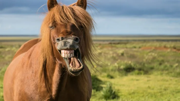 Häst