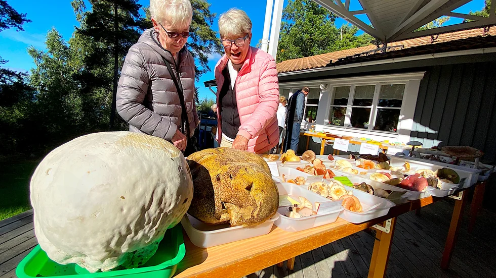 Iris Säfve och Karin Grop förundras över jätteröksvampen i svamputställningen när Friluftsfrämjandet arrangerade Främjardagen i helgen.