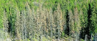 Kd: Inför vårdnadsbidrag