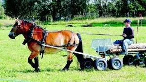 Körmomentet är viktigt för bedömningen av en nordsvensk häst. Här visar Båsebergs Adelina vad hon går för.