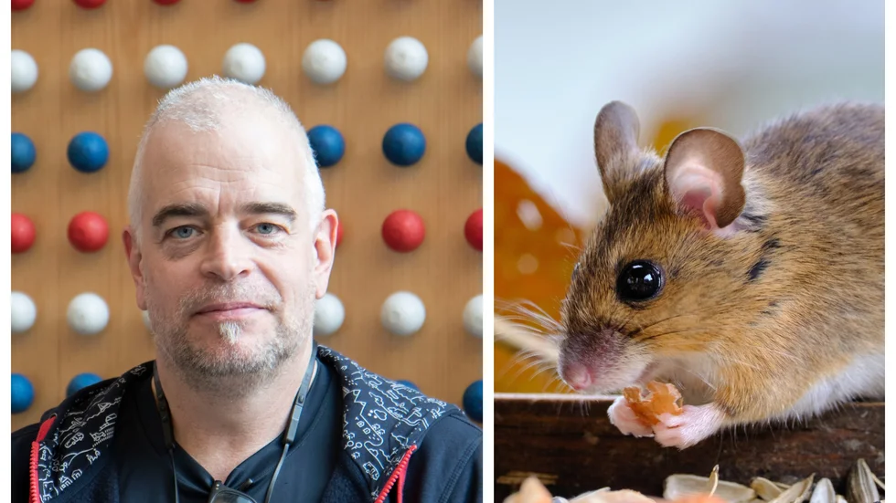 Per Olofsson, skadedjurstekniker på Länsförsäkringar Västerbotten, förklarar hur du kan undvika ovälkomna gäster. 