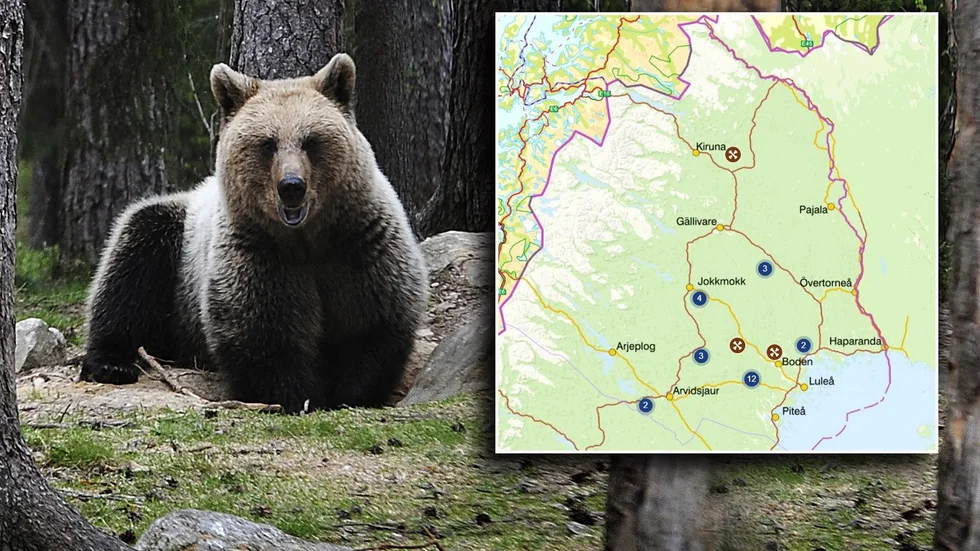 Björnjakten i Norrbotten.