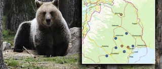 Nu har 23 björnar skjutits i Norrbotten • En återstår i område 1