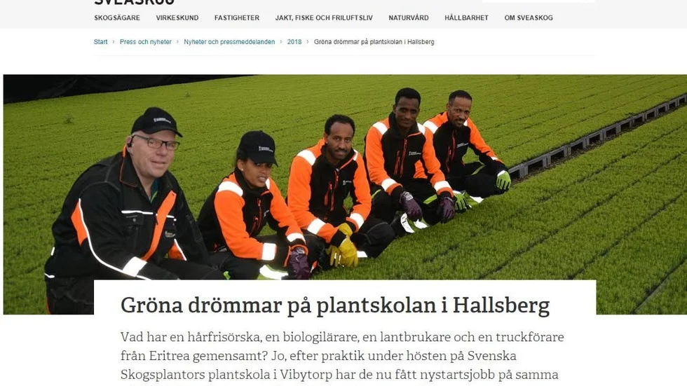 GRÖNA JOBB. Andemeskel, Ali, Msagna och Yordanas, som flydde från Eritrea till Sverige, har efter en praktikperiod hos Svenska Skogsplantor i Vibytorp fått nystartsjobb.