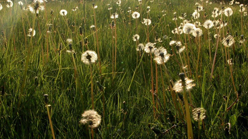 Utblommade maskrosor.