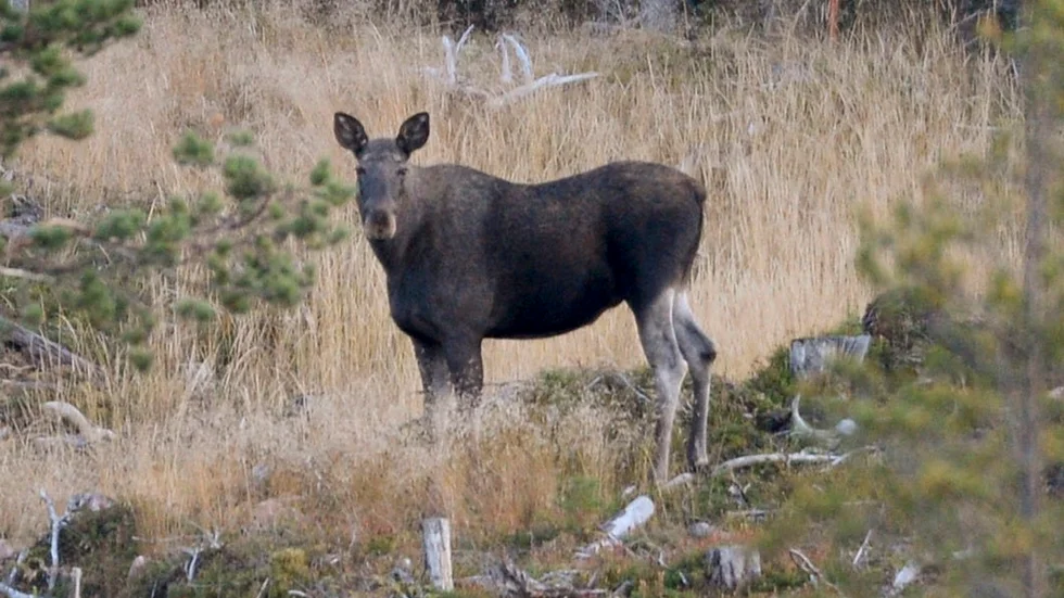 En älg var involverad i en krock på Aspö (bilden är tagen i ett annat sammanhang).