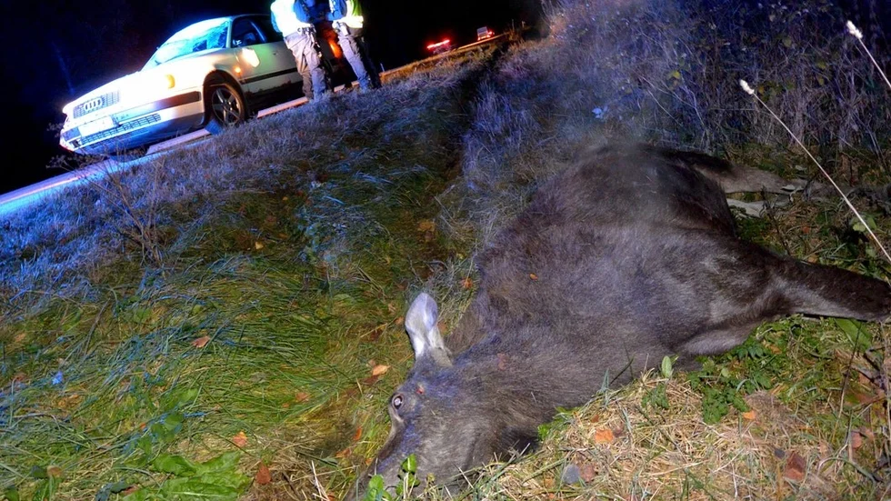 CG Eriksson berättar att det varit många älgar på riksväg 56 vid Strängstorp sedan en tid. På kvällen den 2 januari inträffade det en olycka.  ARKIVFOTO: JOHAN NILSSON / TT