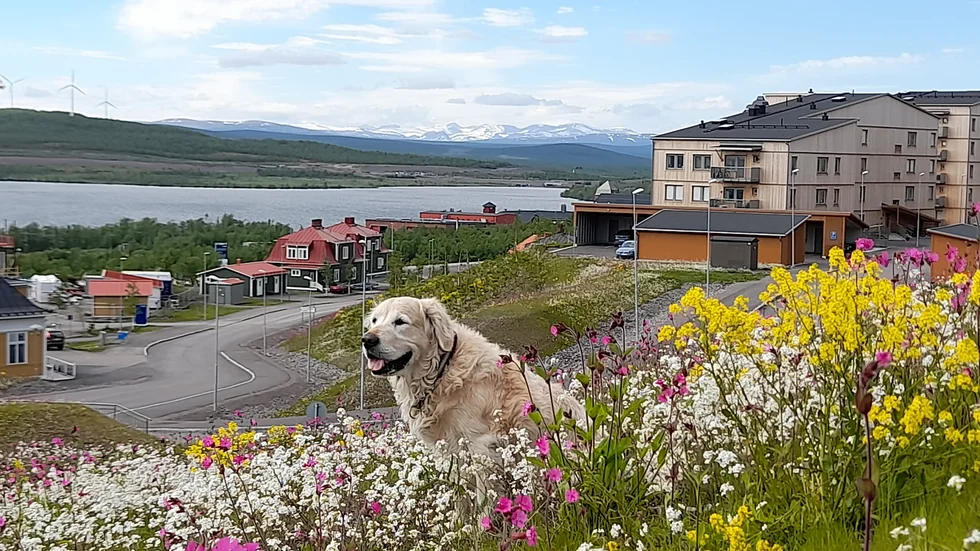 Midsommar i det nya Kiruna.
