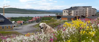 Läsarbilden: Midsommar i det nya Kiruna