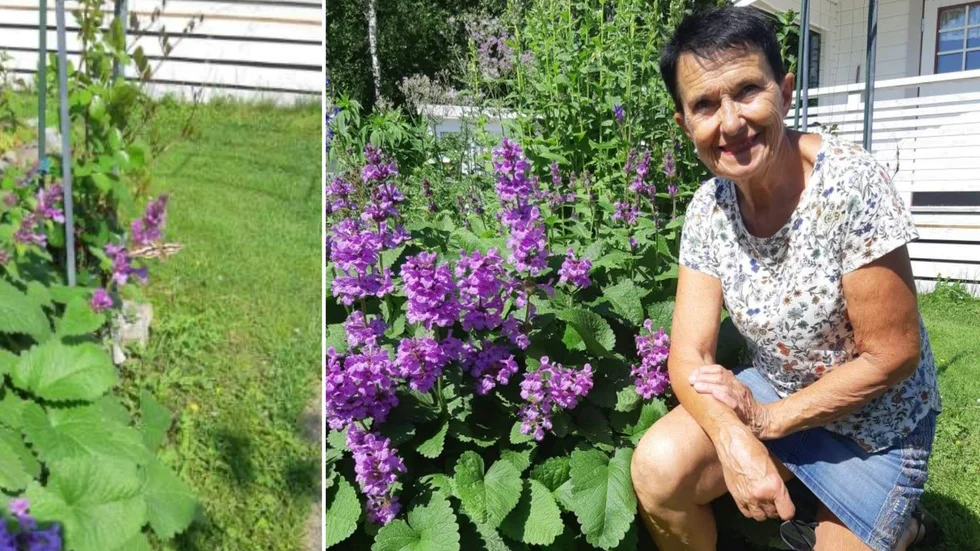 Anita Lindgren var ute och vattnade blommorna då det kolibriliknande flygfäet dök upp.