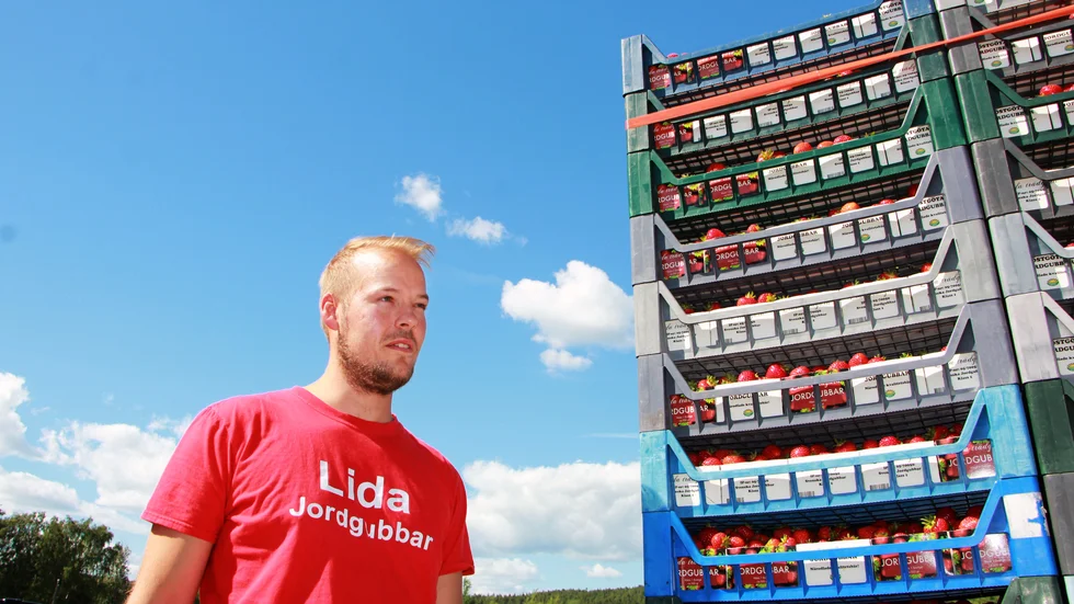 Alf Bjelkenstedt på Lida Trädgård har levererat de första jordgubbarna till butikerna. Den här bilden är dock från ett tidigare år.