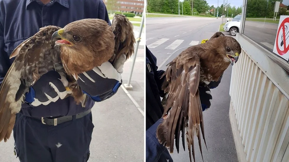 Skyddsjägaren och väktaren Kjell Moberg var  i tjänst, och kunde rädda den unga ormvråken.