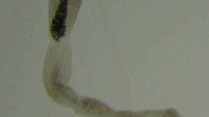 Parasiten dvärgbandmask hos räv hittade första gången i Sverige 2010 i Uddevallatrakten.