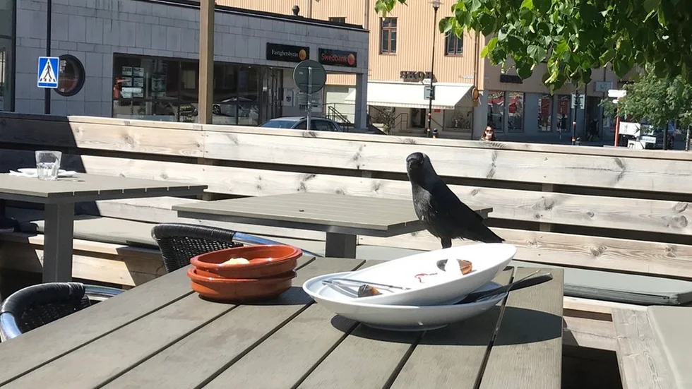 En fågel festar på matrester på en av Gnestas uteserveringar.