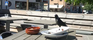 Fjäderfän plåga för Gnestas krögare