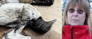 BESKEDET: Döda sillgrisslor var smittade av fågelinfluensa • ”De som har tamfåglar ska fortsätta vara försiktiga”