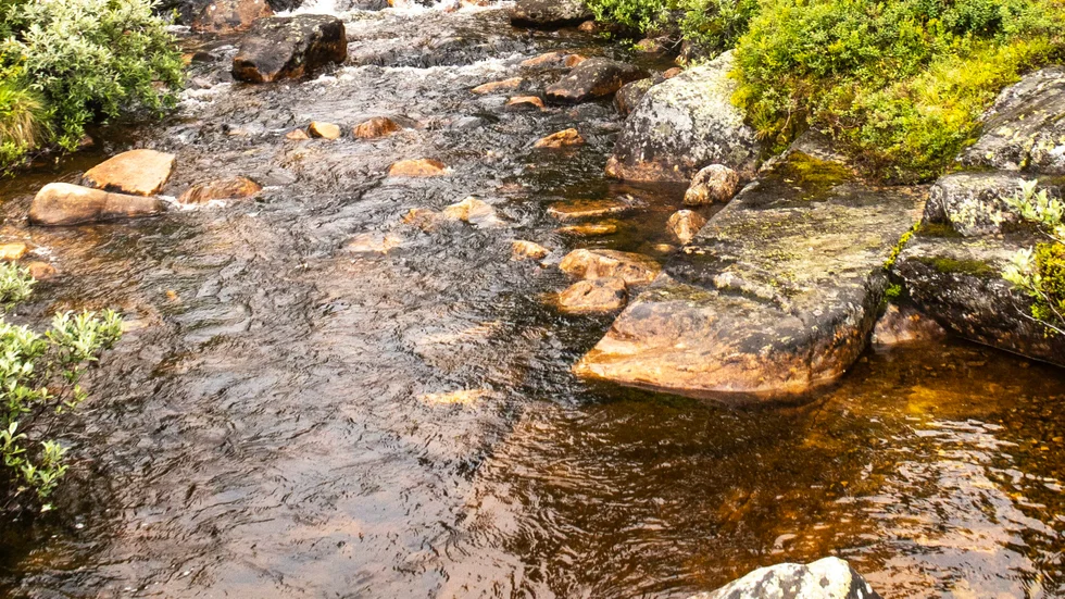 Låga nivåer i vattenflöden är ett allvarligt hot mot flodpärlmusslor. Arkivbild.