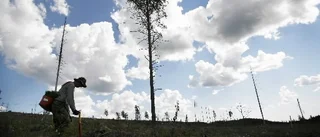 Skogsarbetarna svikna igen