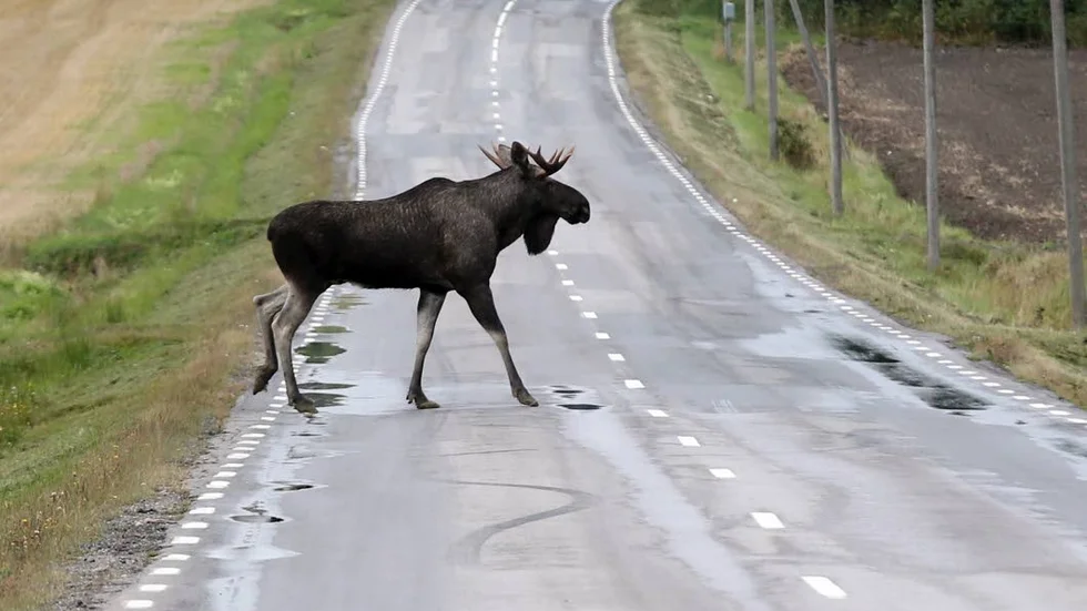 Se upp. Nu får älgarna nya kalvar och då förskjuts förra årets.