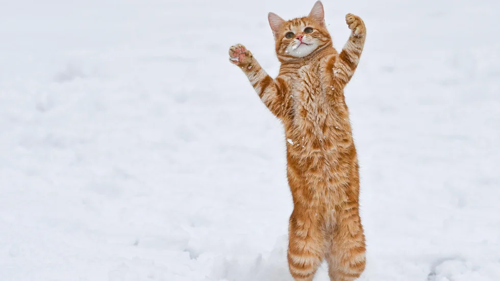 Kall katt i icke överkört skick.
