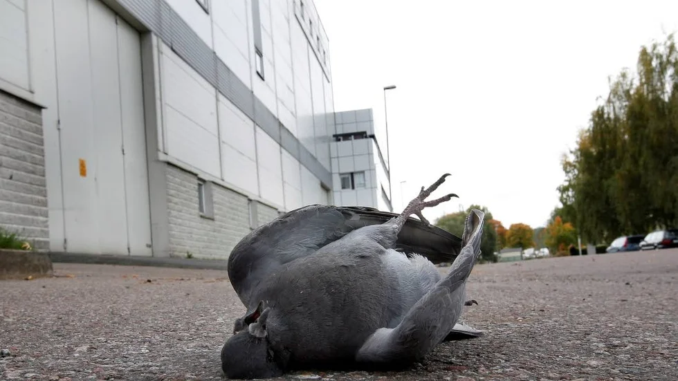 Ännu har inte de döda duvorna analyserats men SVA rekommenderar att utgå från att det handlar om duvpest.