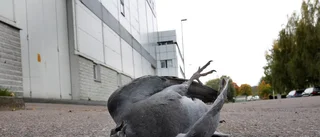 "Utgå från att det är duvpest"