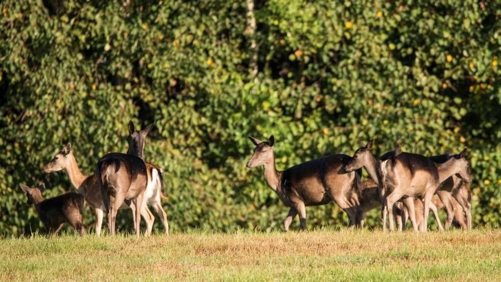 Dovhjortar rör sig under hela året inne i Åtvidaberg. Nu får kommunen tillstånd för skyddsjakt på 30 djur.