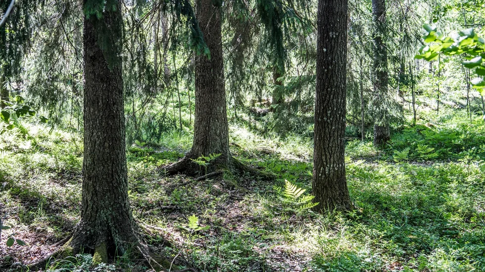 Skogspolitiken har varit starkt polariserad de senaste åren.
