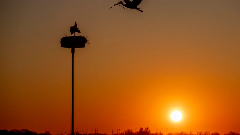 Storkar fotograferade i Tyskland förra året.