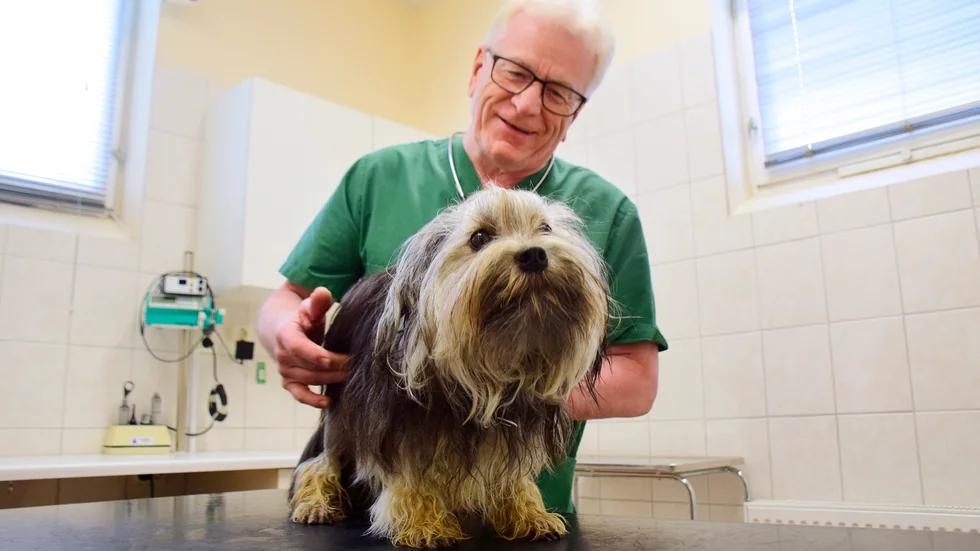 "Jag hoppas att det ska kunna fungera. Jag har lång erfarenhet och har snart varit i tjänst i 50 år. Så jag har lite vanor att falla tillbaka på", berättar Peder Johansson som nu öppnar Vimmerby Veterinärpraktik igen efter en tids sjukdom. 