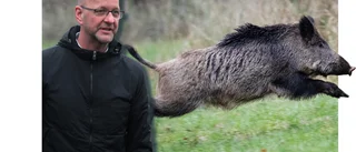 Vildsvin på Gotland nu en riksdagsfråga – näringsminister Baylan krävs på besked