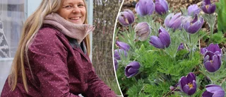 Koloniodlare gläds åt värme: "Blir ett paradis"