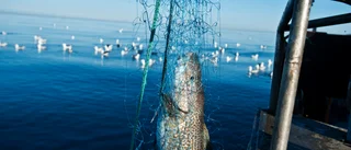 Sätt stopp för den industriella trålningen i Östersjön