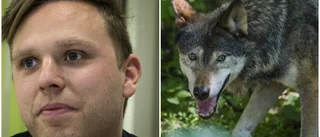 Länsstyrelsen: Flytta inte hit varg