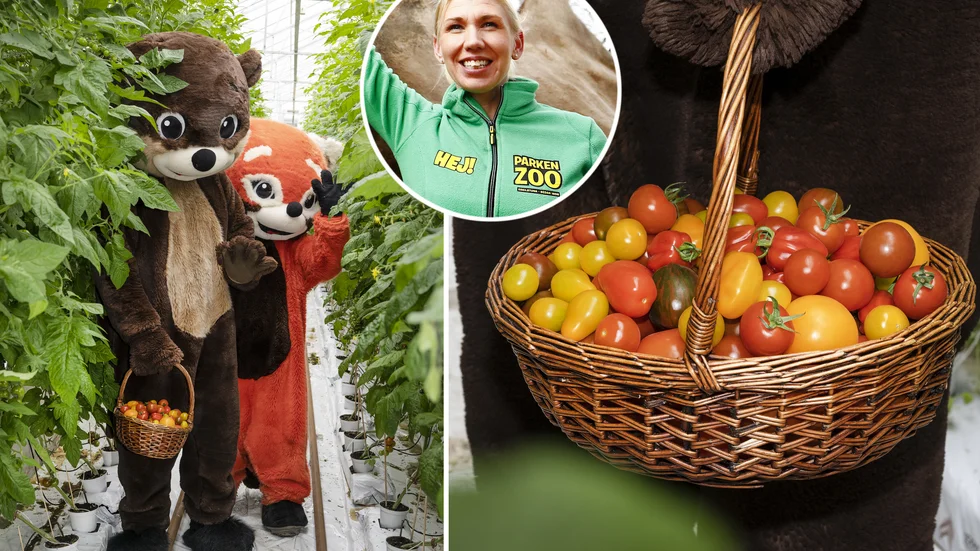 Parken zoos maskotar Wilma och Morris på besök hos Granerfeldts trädgård i Ostra där de plockade tomater. Sofia Larsson, vd för Parken zoo, infälld i bild.