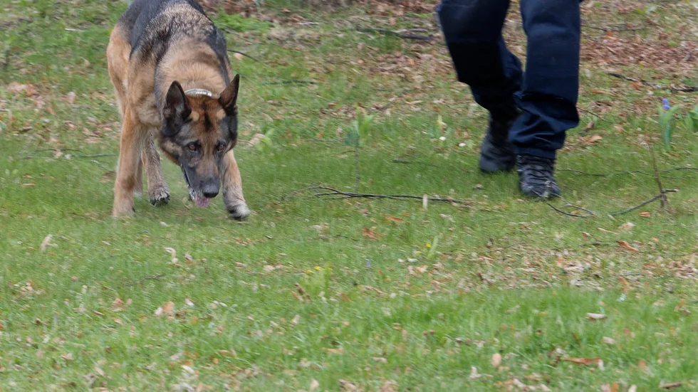En hundpatrull jagade en person i Strängnäs under måndagskvällen. Arkivfoto
