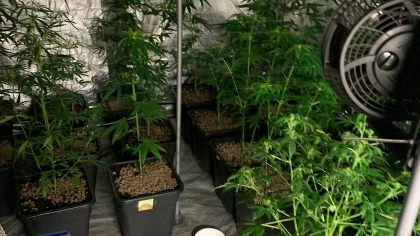 En man odlade cannabis i sin bostad. Bilden är tagen i ett annat sammanhang.
