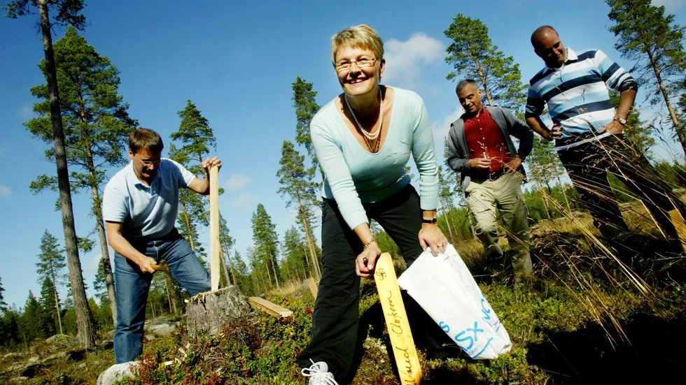 För 15 år sedan planterade Göran Hägglund (KD), Maud Olofsson (C), Lars Leijonborg (FP) och Fredrik Reinfeldt (M) tallplantor i Högfors.